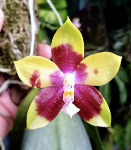 Phalaenopsis Tying Shin Fly Eagle