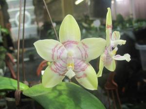 Phalaenopsis Tying Shin Fly Eagle