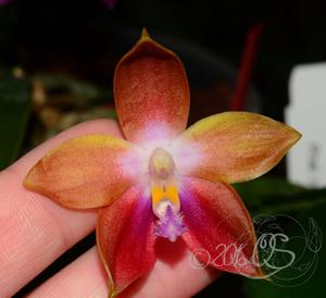 Phalaenopsis Tying Shin Fly Eagle