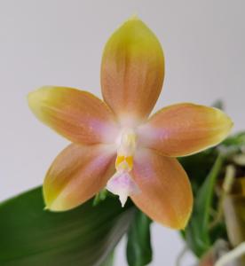 Phalaenopsis Tying Shin Fly Eagle