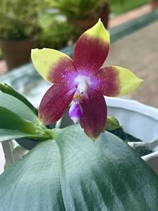 Phalaenopsis Tying Shin Fly Eagle