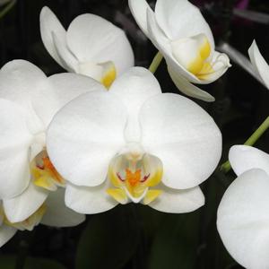 Phalaenopsis Yen Shuai Wedding Dress