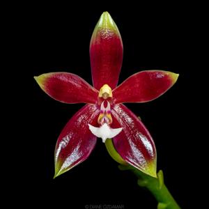 Phalaenopsis Meen Estrella