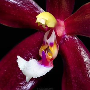 Phalaenopsis Meen Estrella