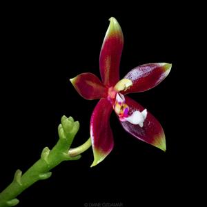 Phalaenopsis Meen Estrella