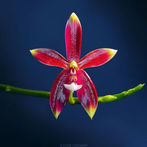 Phalaenopsis Meen Estrella