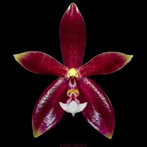 Phalaenopsis Meen Estrella