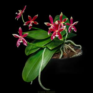 Phalaenopsis Meen Estrella