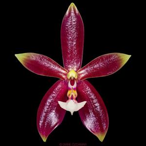 Phalaenopsis Meen Estrella