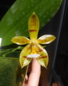 Phalaenopsis Meen Estrella