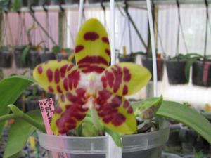 Phalaenopsis Lyndon Passionate Girl