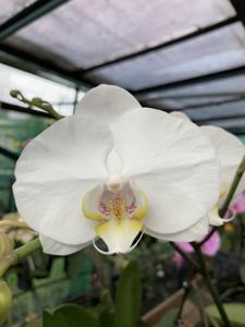 Phalaenopsis Peter Stopford
