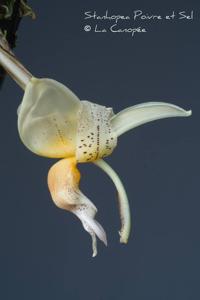 Stanhopea Poivre et Sel