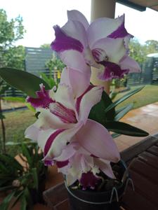 Laeliocattleya Topaz Angel