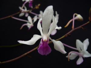 Vandoglossum Doctor Judy