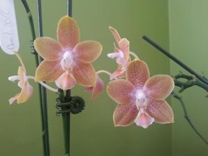 Phalaenopsis Rarashati Princess