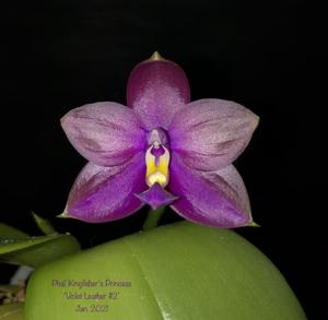 Phalaenopsis Kingfisher's Princess