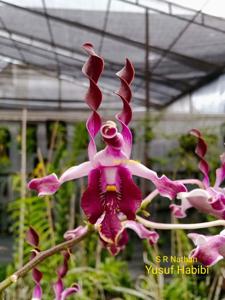 Dendrobium S R Nathan