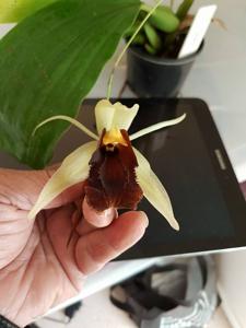 Coelogyne Bird in Flight