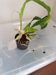 Coelogyne Bird in Flight