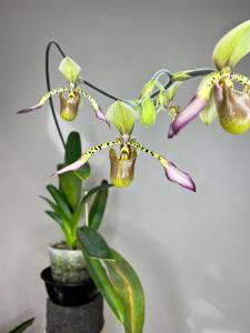 Paphiopedilum Judy Adams