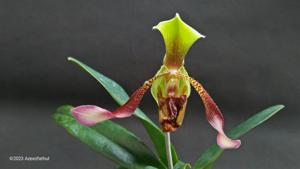 Paphiopedilum Judy Adams