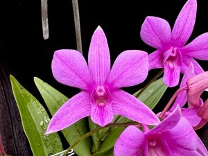 Dendrobium Phena's Charm