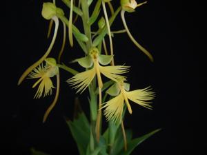 <i>Habenaria</i> Light Wings