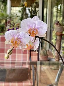 Phalaenopsis Katja Wichmann