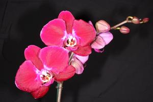 Phalaenopsis Kaoda Davis Pearl