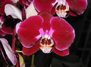 Phalaenopsis Kaoda Davis Pearl