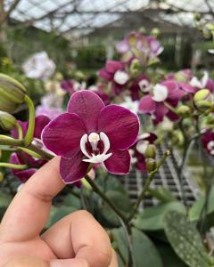 Phalaenopsis Kaoda Twinkle