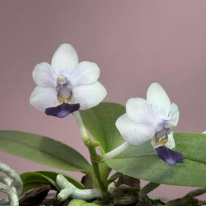 Phalaenopsis Su's Glad Kid