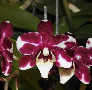 Phalaenopsis Yushan Snow Pearl