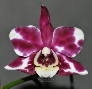 Phalaenopsis Yushan Snow Pearl