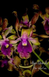 Dendrobium Velvet Las