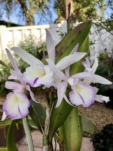 Brassocattleya Clear Stars