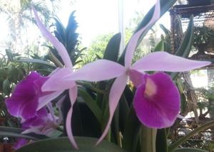 Brassocattleya Clear Stars