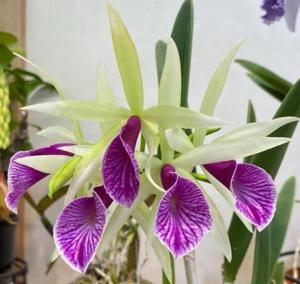 Brassocattleya Clear Stars