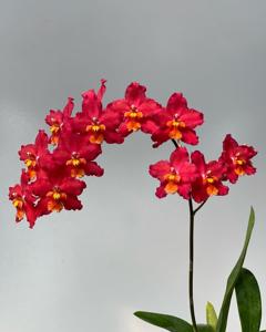 Oncidium Cholita Cuencana