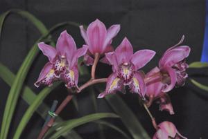 Cymbidium Pretty Peg