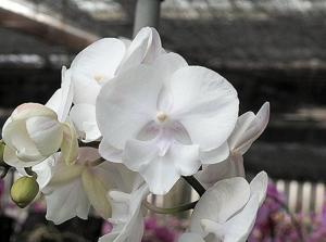 Phalaenopsis Fureshing Mark