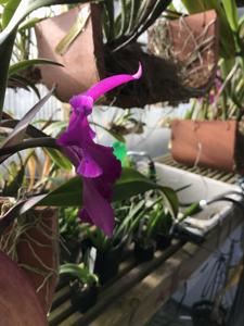 Rhyncholaeliocattleya Jo Derryberry Wyatt