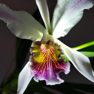 Cattleya Arcadio Arosemena