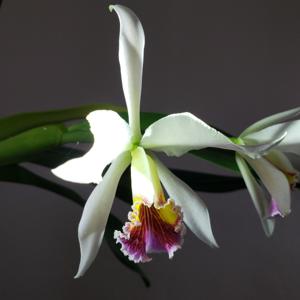 Cattleya Arcadio Arosemena