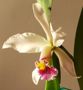 Cattleya Arcadio Arosemena