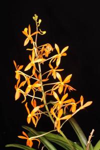 Vanda Twinkle