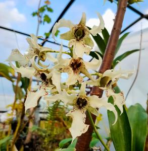 Dendrobium Joyce Kelly