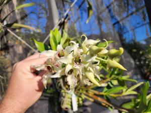 Dendrobium Joyce Kelly