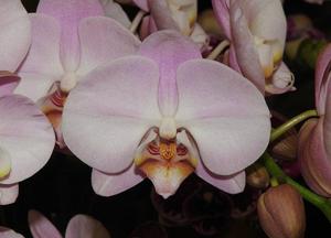 Phalaenopsis Fangmei Orange